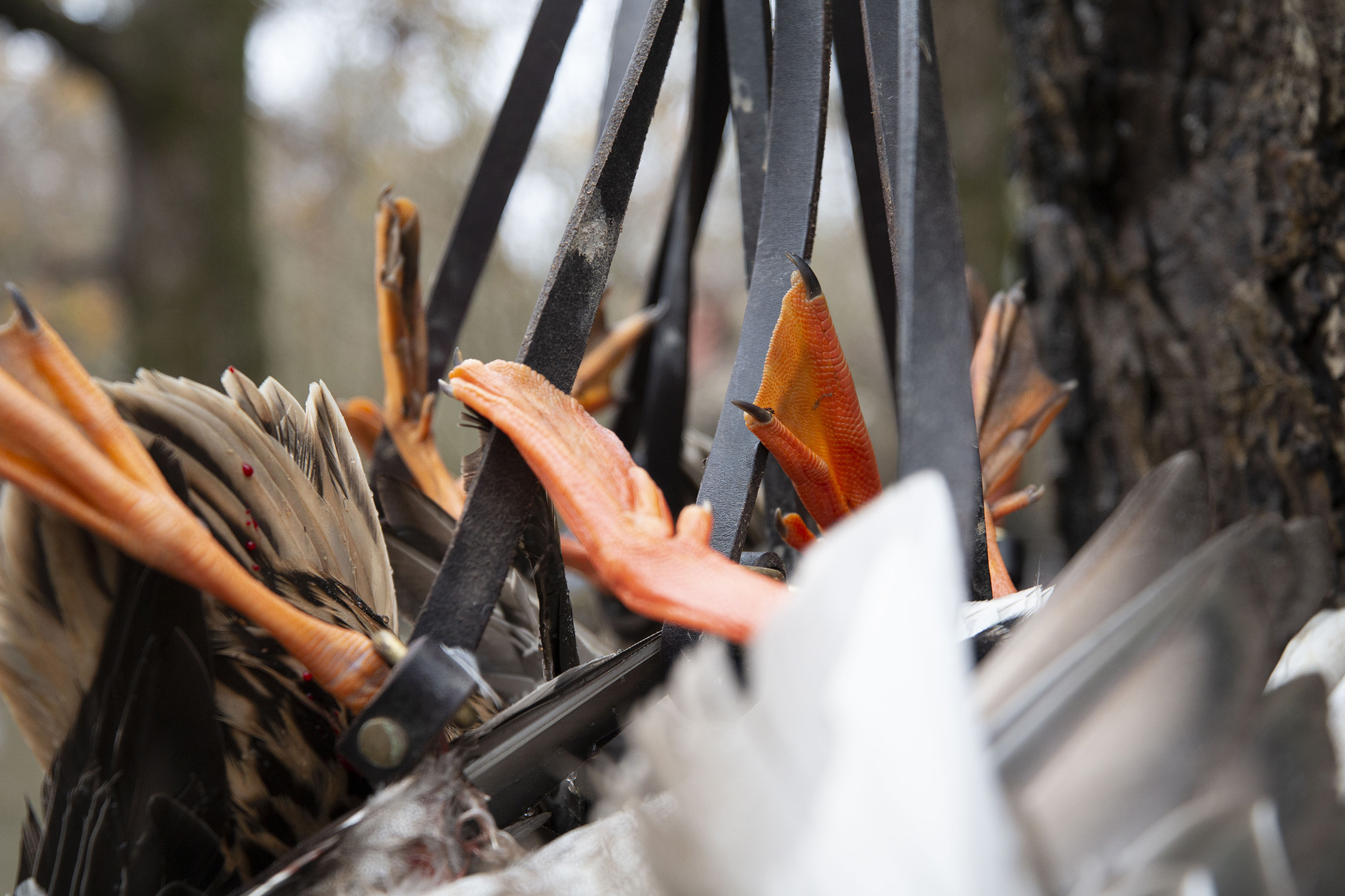 Arkansas Duckmasters — photo 3